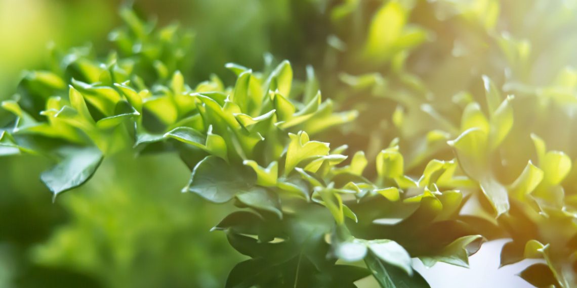 How to Become Vegan in 5 Simple Steps