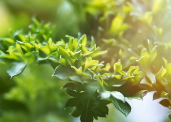 How to Become Vegan in 5 Simple Steps