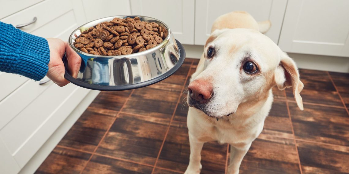 WHY YOUR DOGS WET FOOD IS ACTUALLY GOOD FOR THEM