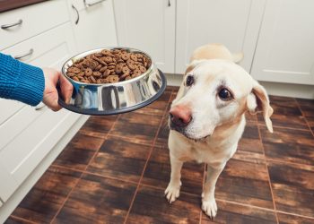 WHY YOUR DOGS WET FOOD IS ACTUALLY GOOD FOR THEM