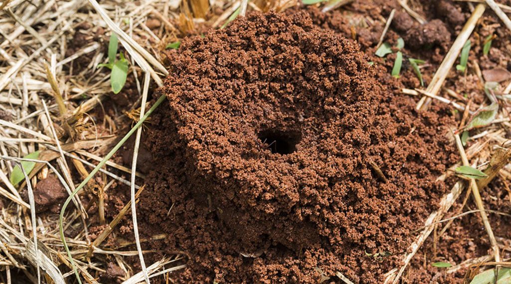 How to Prevent Fire Ant Mounds from Taking Over Your Lawn in Olathe, KS?