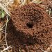 How to Prevent Fire Ant Mounds from Taking Over Your Lawn in Olathe, KS?